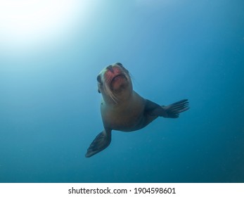 California Sea Lion (La Paz, Baja California Sur, Mexico)