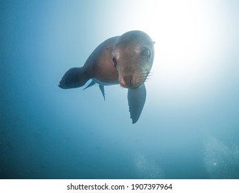 California Sea Lion (La Paz, Baja California Sur, Mexico)