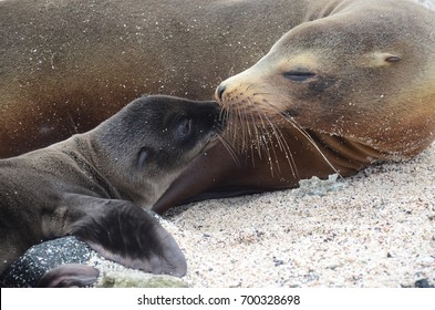 A California Sea Lion And Its Newborn Pup Share An Intimate Moment