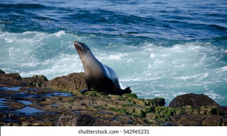 California Sea Lion Running Away From Surf Ne La Jolla Cave