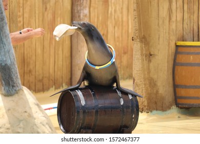 A California Sea Lion Show - Zalophus Californianus