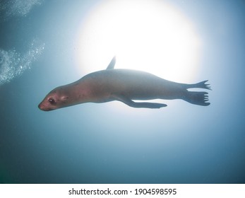 California Sea Lion Swimming (La Paz, Baja California Sur, Mexico)