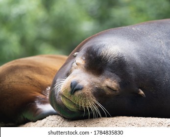 California Sea Lion Taking A Nap.