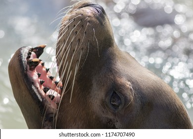 California Sea Lion (Zalophus Californianus) Face. Close-up Of Head With Whiskers And Canine Teeth Out Of The Water Alongside A Boat Begging For Food.