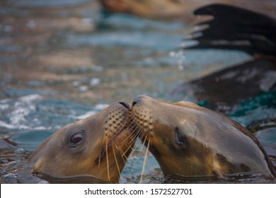 California sea lion, Zalophus californianus, Sea of Cortez, Los Islotes, Baja California Sur, Mexico Stockfoto