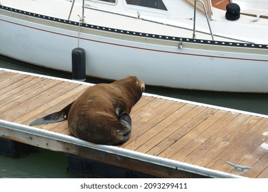 California sea lion (Zalophus
 californianus) hauling out on the dock of Pier 39 marina in Summer, San Francisco, California. Space for copy. 