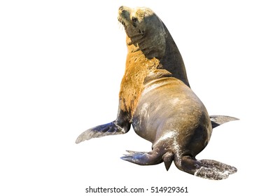 10,441 Sea lion white background Images, Stock Photos & Vectors ...