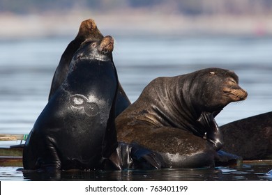 California Sea Lion Zalophus Californianus With Scar From Cookiecutter Shark Isistius Brasiliensis Bite In Fanny Bay, Vancouver Island, British Columbia, Canada