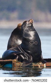 California Sea Lion Zalophus Californianus With Scar From Cookiecutter Shark Isistius Brasiliensis Bite In Fanny Bay, Vancouver Island, British Columbia, Canada