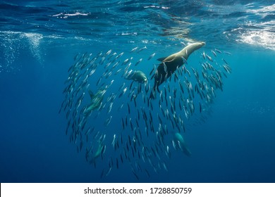 California Sea Lions feeding on a sardine bait ball, Baja California, Mexico.