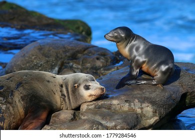 California Sea Lions In La Jolla, CA