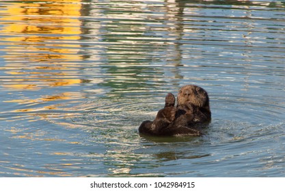 California Sea Otter