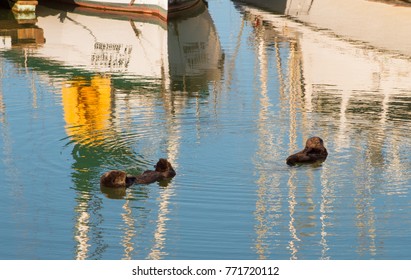 California Sea Otter