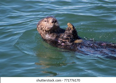 California Sea Otter