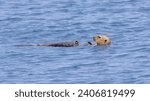 A California Sea Otter out at Elkhorn Slough