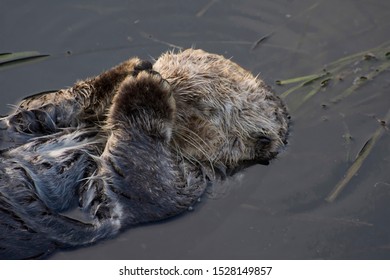 California Sea Otter Sleeping With Paws Over Eyes