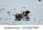 California sea otter wrapped in kelp praying.