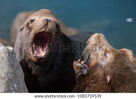 Foto Bild Schwarzer männlicher Seelöwe schläft auf Felsen aus nächster Nähe in der Meereslandschaft.