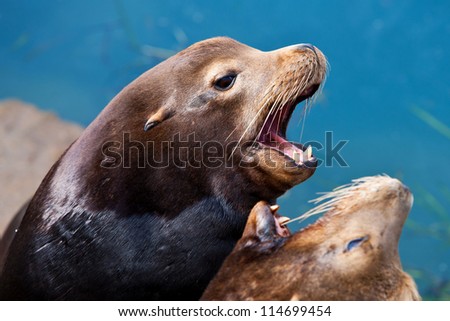 Similar – Foto Bild Schwarzer männlicher Seelöwe schläft auf Felsen aus nächster Nähe in der Meereslandschaft.