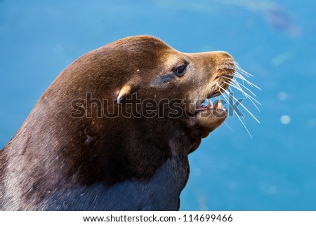 Similar – Foto Bild Schwarzer männlicher Seelöwe schläft auf Felsen aus nächster Nähe in der Meereslandschaft.