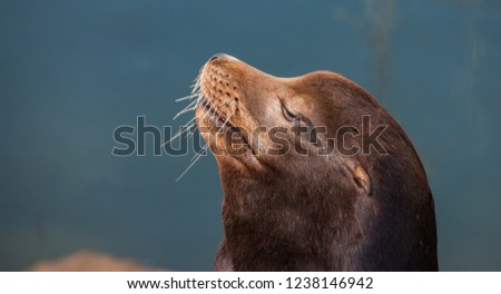 Similar – Foto Bild Schwarzer männlicher Seelöwe schläft auf Felsen aus nächster Nähe in der Meereslandschaft.