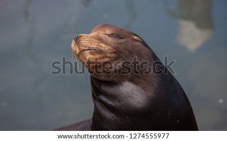 Similar – Foto Bild Schwarzer männlicher Seelöwe schläft auf Felsen aus nächster Nähe in der Meereslandschaft.