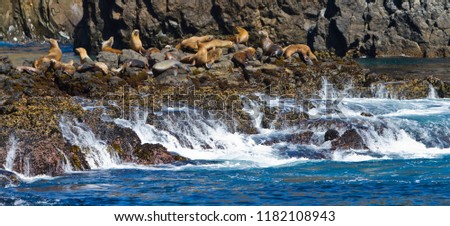 Similar – Foto Bild Schwarzer männlicher Seelöwe schläft auf Felsen aus nächster Nähe in der Meereslandschaft.