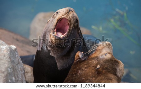 Similar – Foto Bild Schwarzer männlicher Seelöwe schläft auf Felsen aus nächster Nähe in der Meereslandschaft.