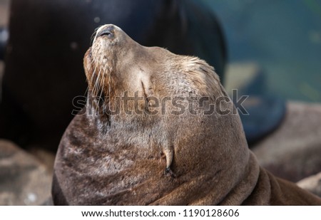 Similar – Foto Bild Schwarzer männlicher Seelöwe schläft auf Felsen aus nächster Nähe in der Meereslandschaft.