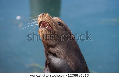 Similar – Foto Bild Schwarzer männlicher Seelöwe schläft auf Felsen aus nächster Nähe in der Meereslandschaft.