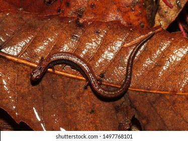 A California Slender Salamander blends in with dead leaves on the forest floor. 