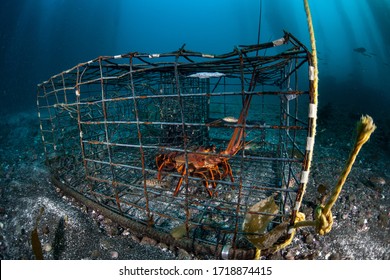 A California Spiny lobster, Panulirus interruptus, is caught in a lobster trap off the coast of southern California. Most lobsters caught in California are shipped to China where demand is high.
