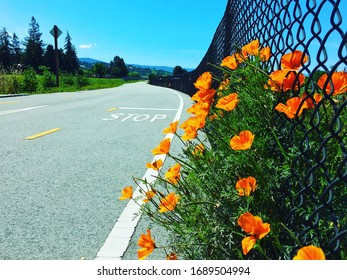 California State Flower Orange Poppy’s ￼￼