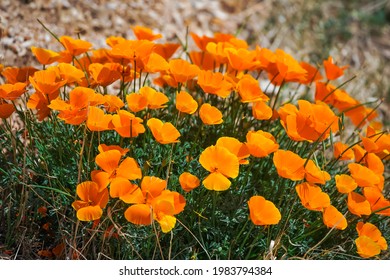 The California State Flower Orange Poppy And Poppies During The Super Bloom 