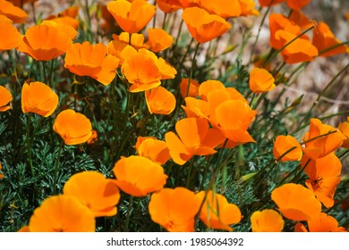 California State Flower The Poppy During Super Bloom 