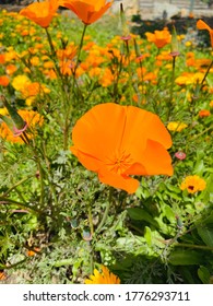 California State Flower, The California Poppy Found Amongst Other Wildflowers