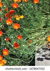 California State Flower, The Poppy Growing Wild In The Summer 