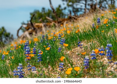 California State Flower, The Poppy And Lupin On Hillside