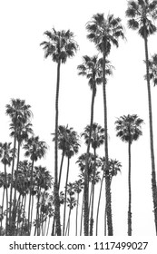 California State Palm Tree. Summer Vacation, Tropical Beach Concept