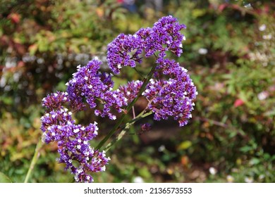 California statice flower sea lavender limonium perezii flowers