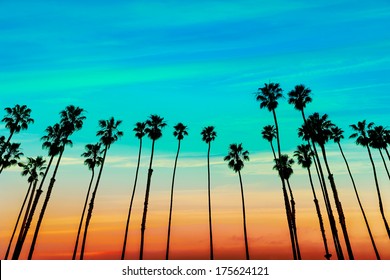 California sunset Palm tree rows in Santa Barbara US [photo illustration]