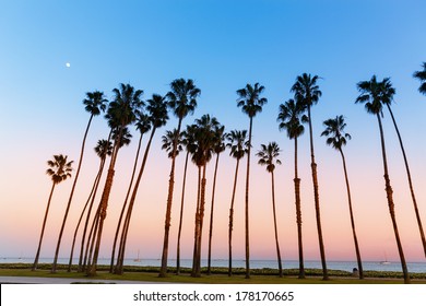 California Sunset Palm Tree Rows In Santa Barbara US