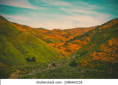 California Super Bloom Poppy Fields