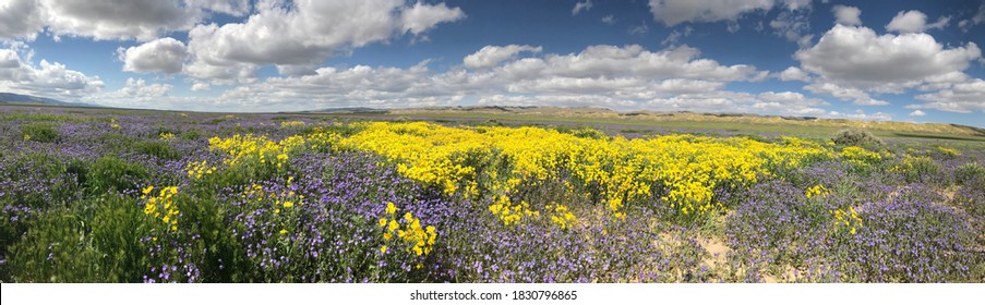 California Super Bloom Wild Flowers