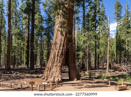 The California Tunnel Tree. The tunnel was carved through the tree in 1895 to allow horse-drawn stages to pass through in Mariposa Grove, Yosemite National Park, California, USA.