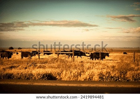 California, united states - april 18 2011 : a group of happy californian cows stand in a meadow.