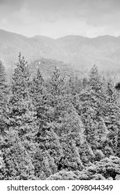 California, United States - National Forest View In Giant Sequoia National Monument. Black And White Photo.