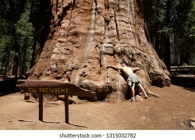 CALIFORNIA, USA - AUGUST 2013: Tourist Try To Embrace The President One Of The Biggest Sequoia Tree Of Sequoia National Park, California, United States