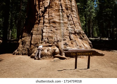 CALIFORNIA, USA - AUGUST 2013: Young Girl Tourist Try To Embrace The President One Of The Biggest Giant Sequoia Tree Of Sequoia National Park, California, USA