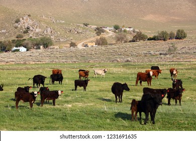 California, USA - Cattle Ranch In Kern County. American Agriculture.